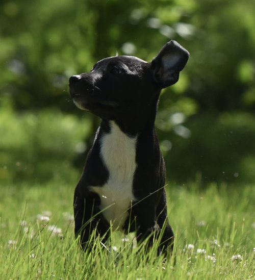 Ruffus photo 2