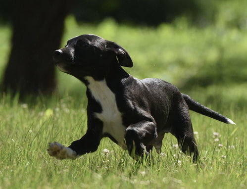 Ruffus photo 4