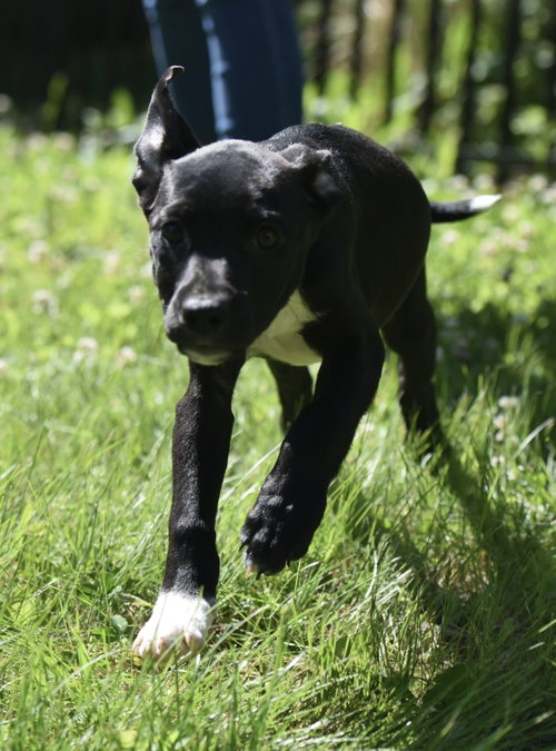 Ruffus photo 5