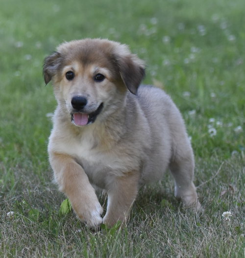HAZEL