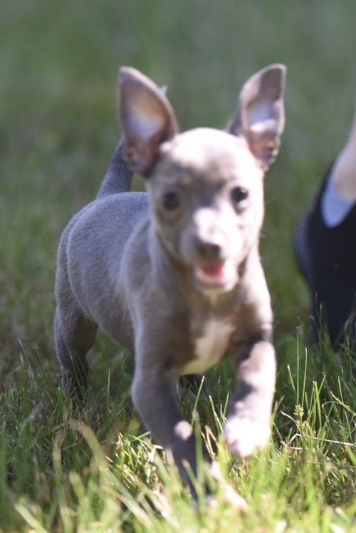 SILVIE, an adoptable Chihuahua in Mechanicsburg, PA