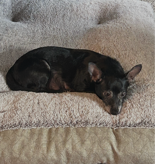 Mouse photo 3