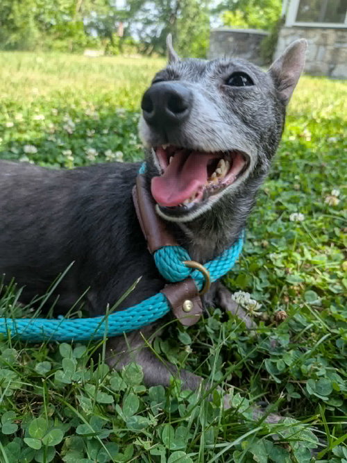 Tigger, an adoptable Chihuahua in Mechanicsburg, PA