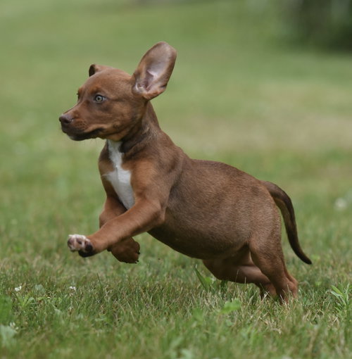 Molly photo 3