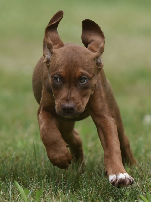 Molly photo 4