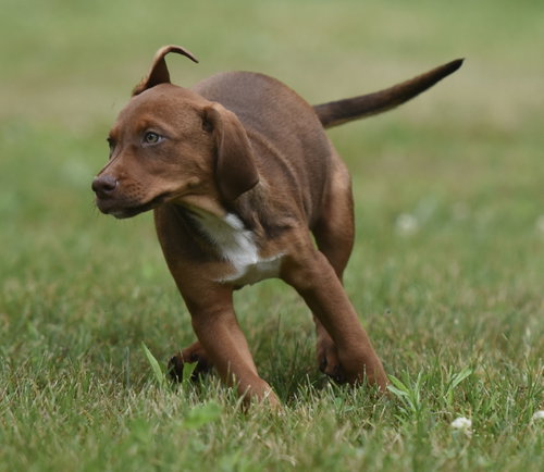 Molly photo 5