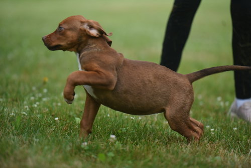 Molly photo 6