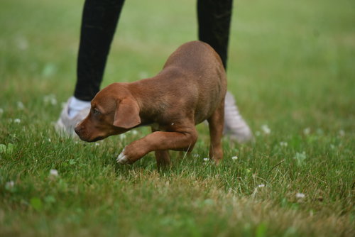 Molly photo 7