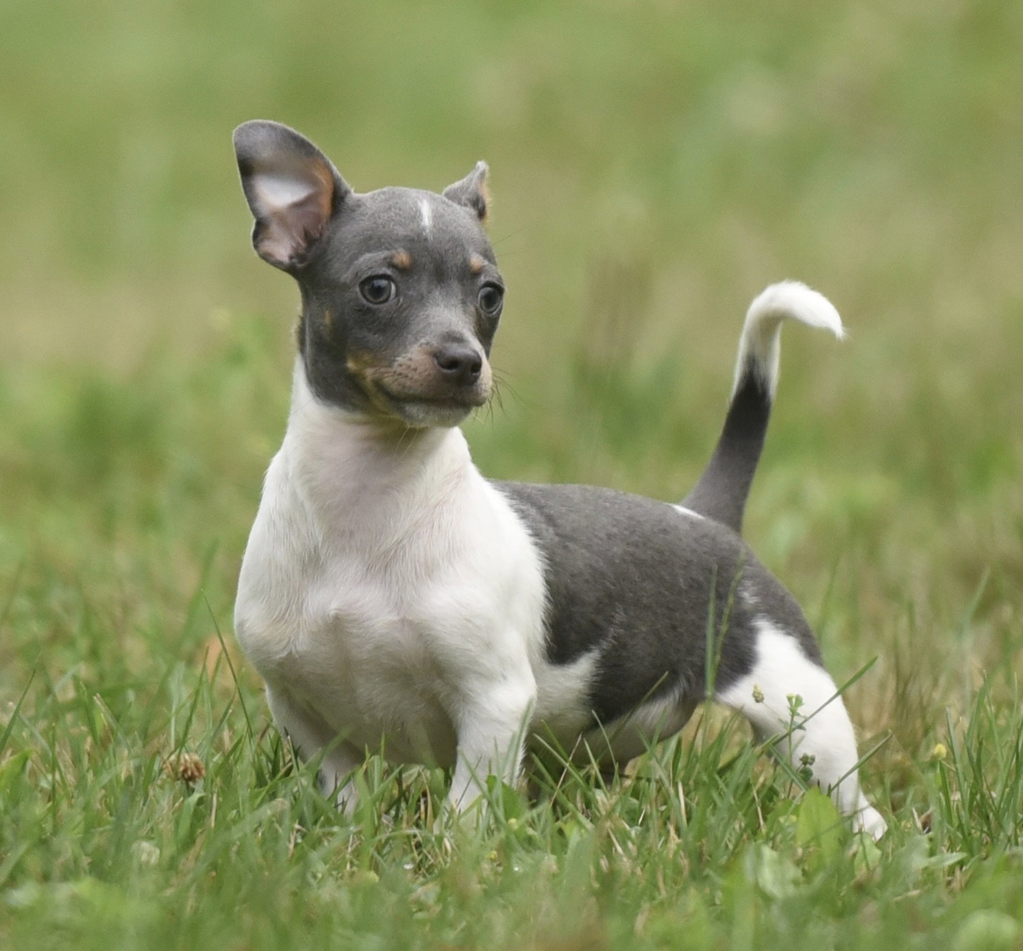 Joey Image