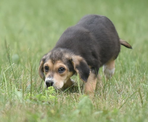 Willow photo 5