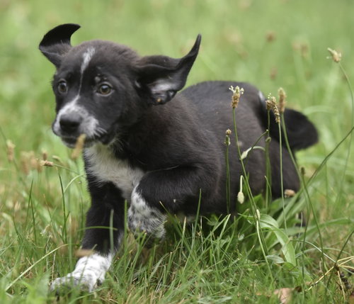 Willy photo 3