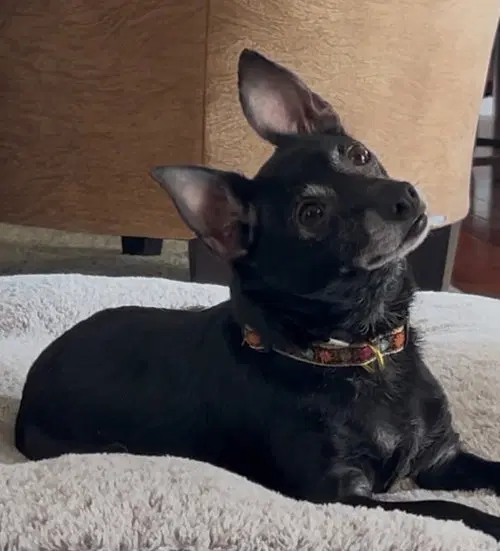 Mouse - Chihuahua