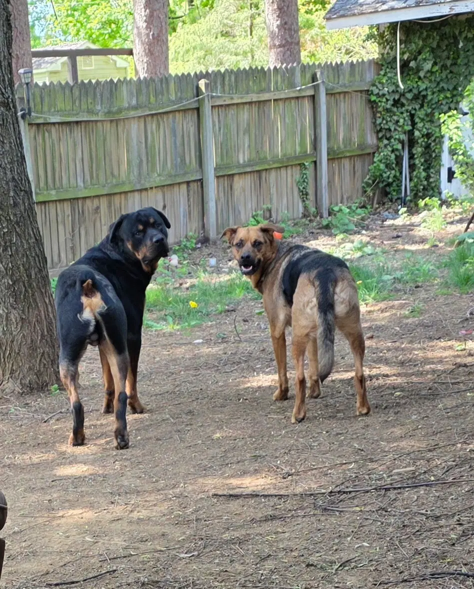 Shepherd And Rotti Who Need A Home - Rottweiler