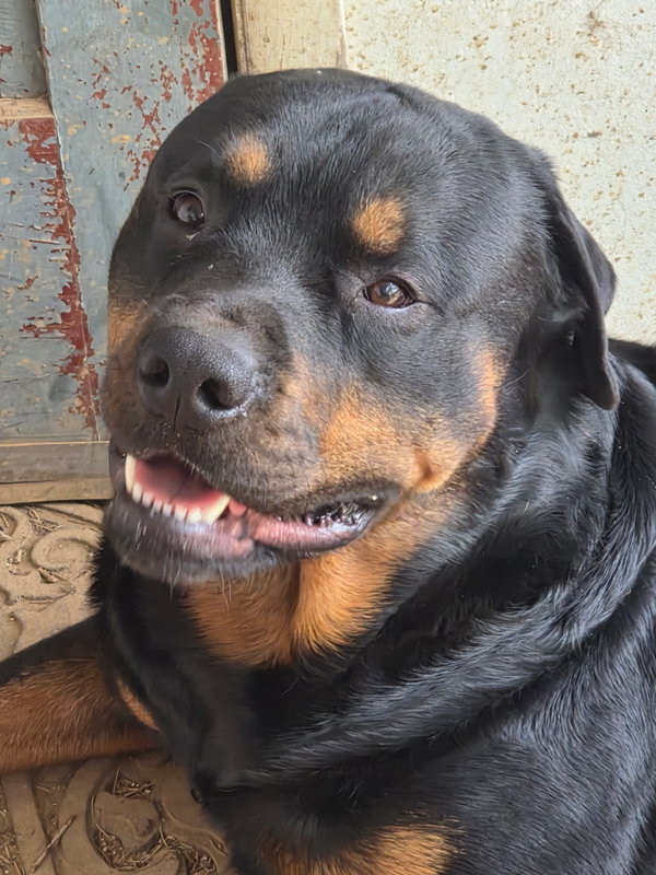 Shepherd and Rotti who need a home