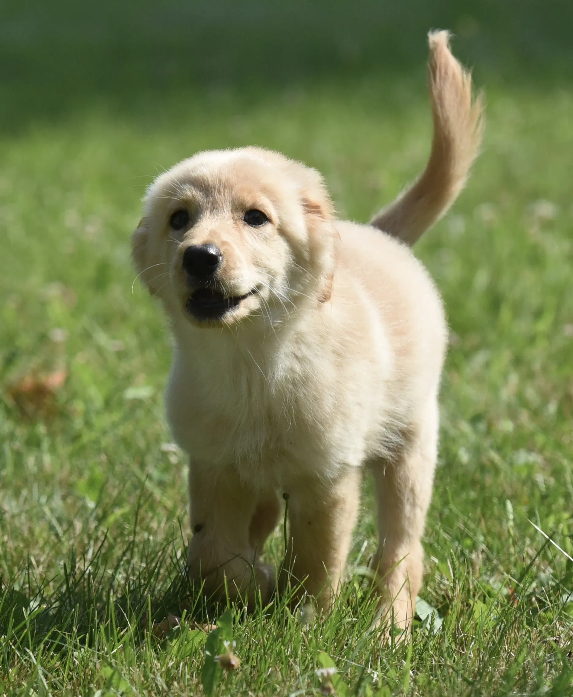 Truly - Golden Retriever