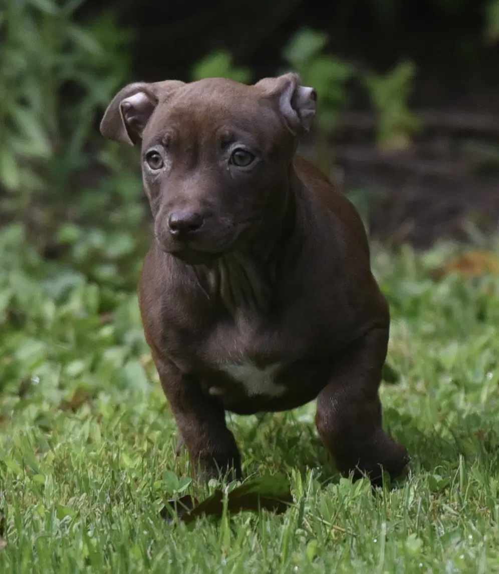 Flower - Pitt