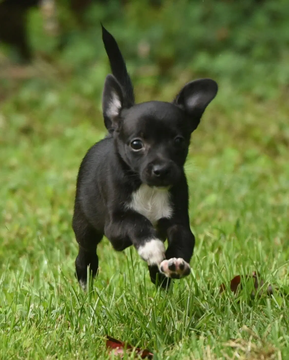 Maggie - Chihuahua