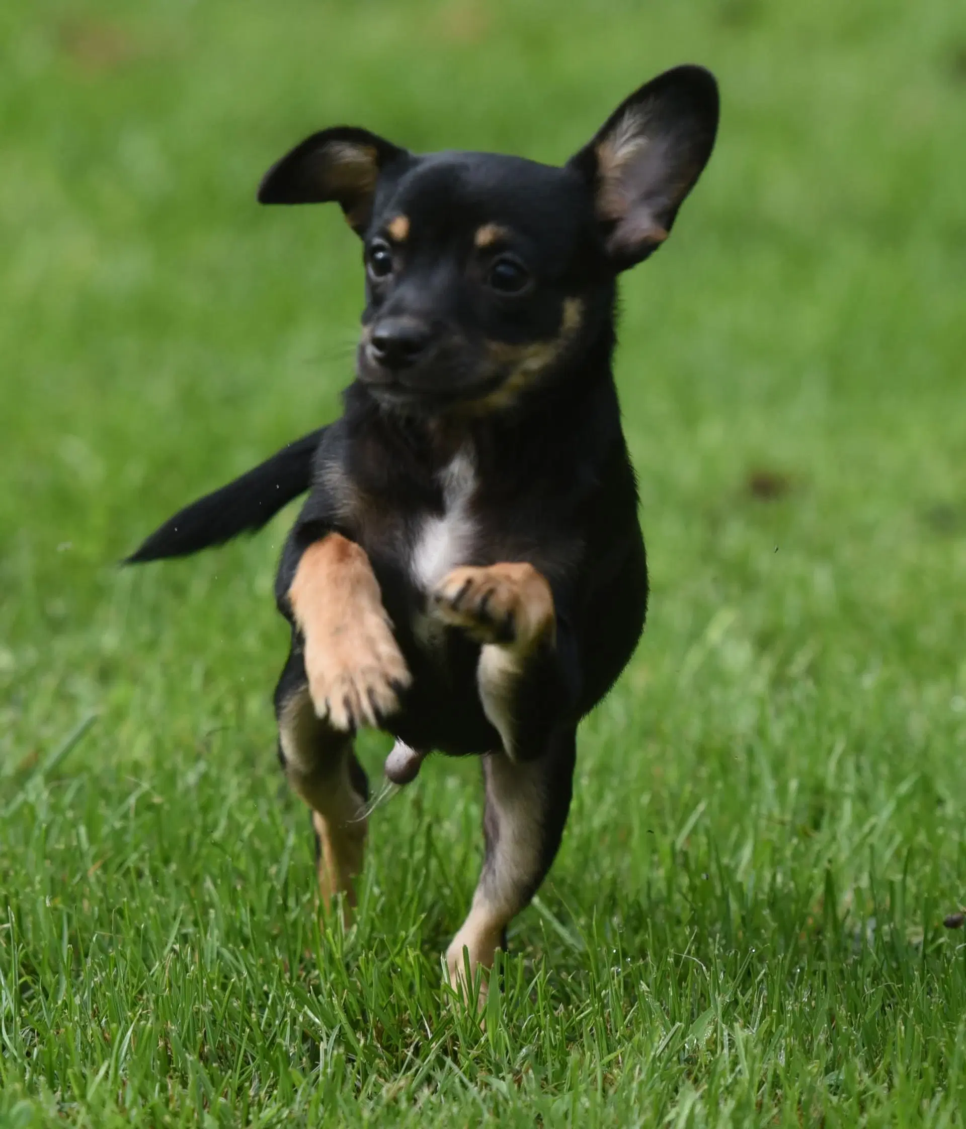 Murphy image 3