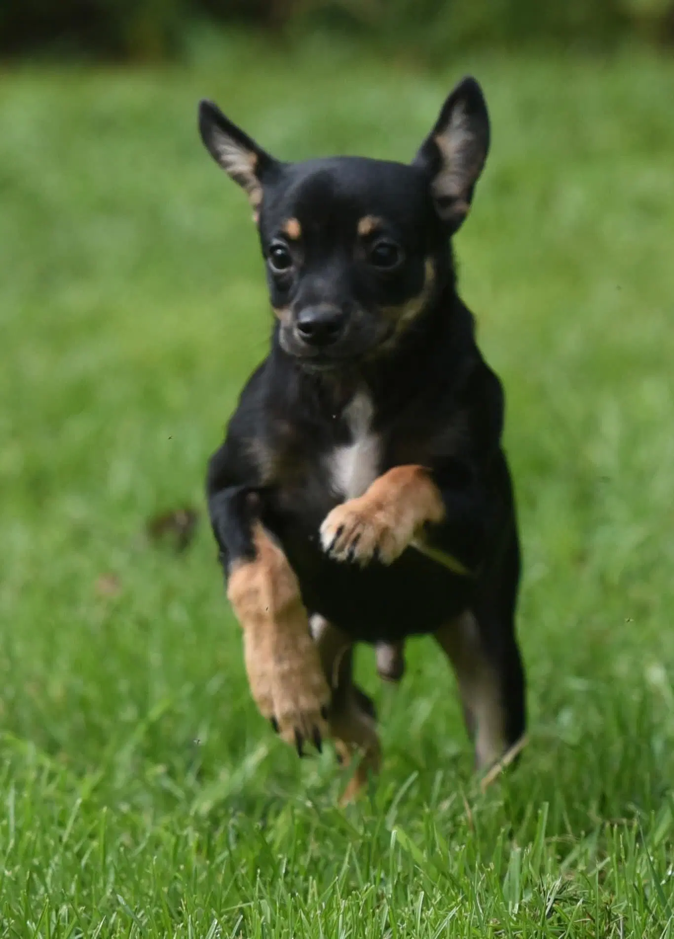 Murphy image 4