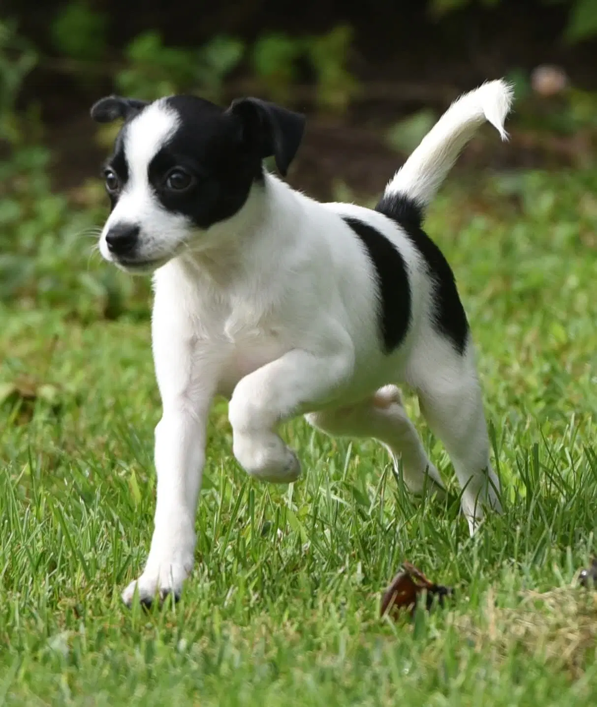 Moxie - Chihuahua