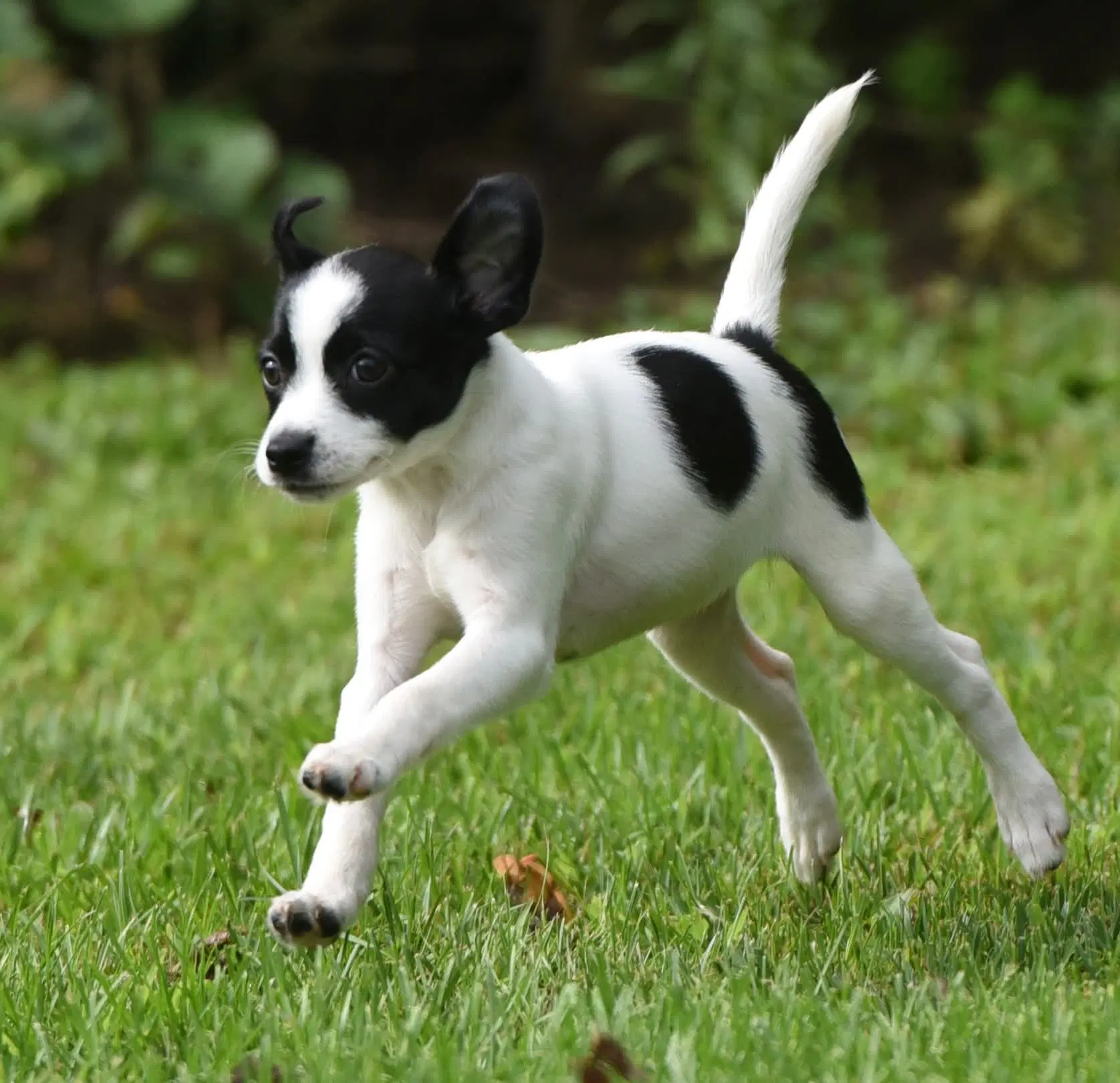 Moxie image 3