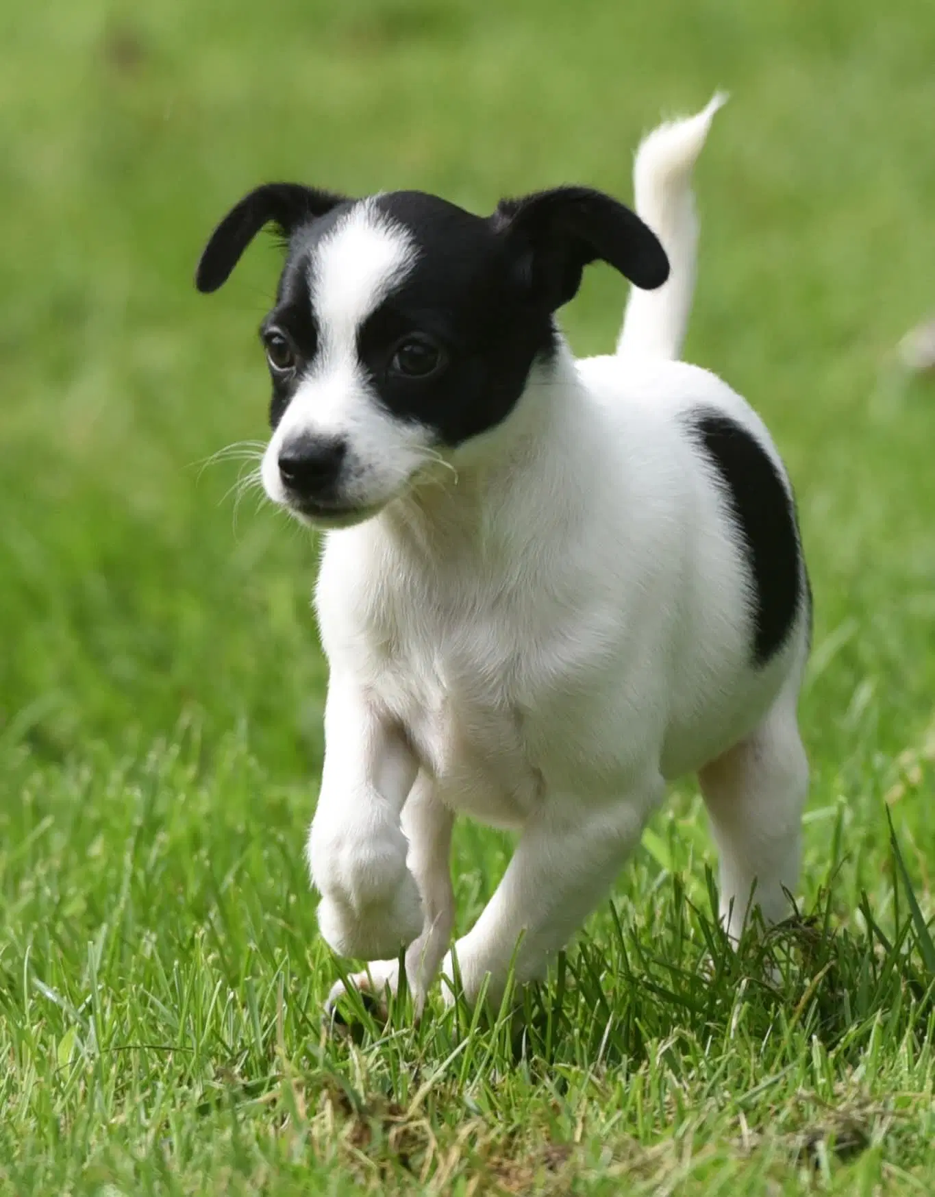 Moxie image 4
