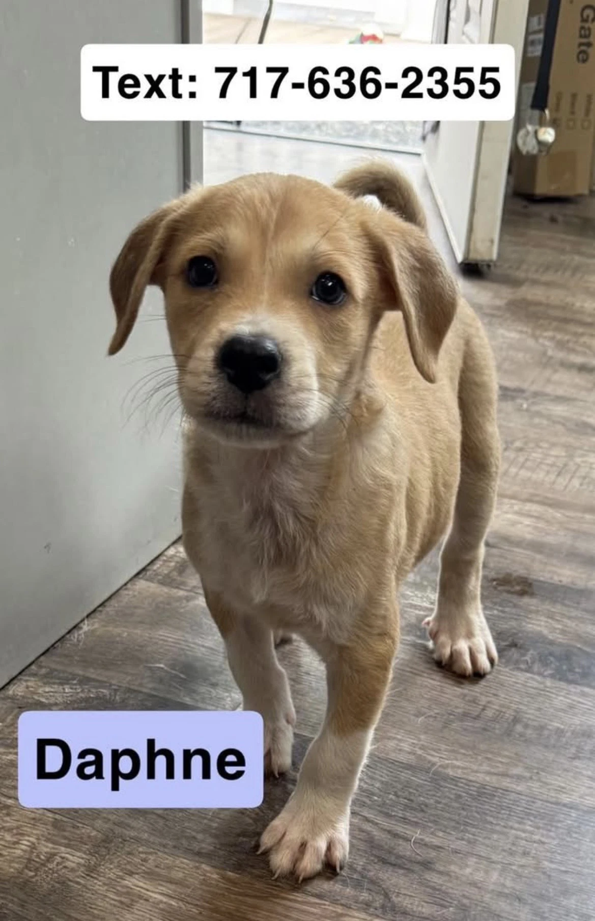 Daphne