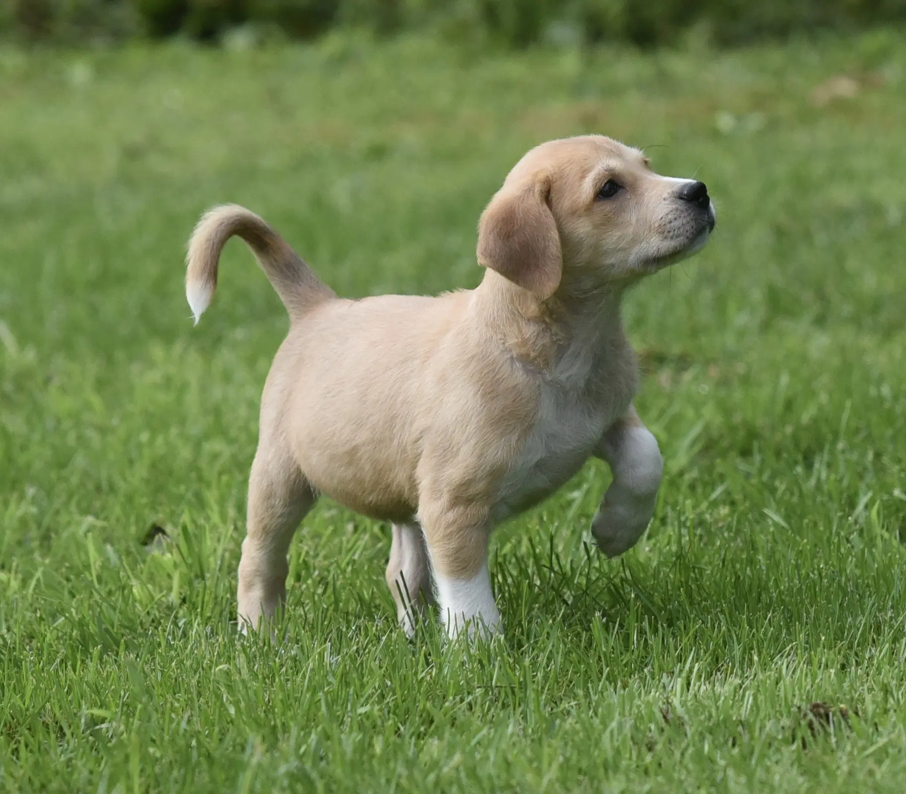 Daphne image 2