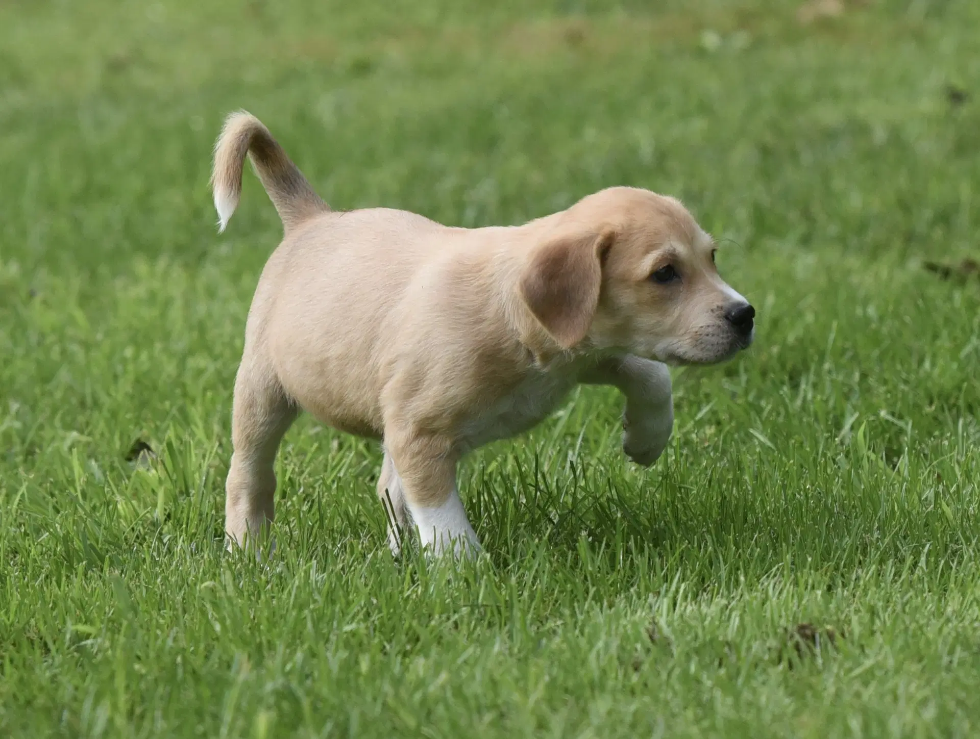 Daphne image 3