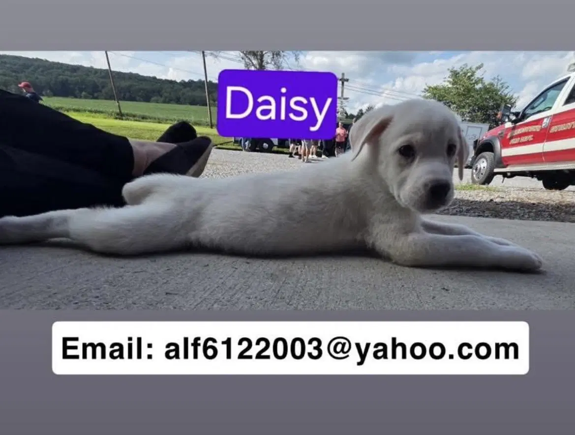 Daisy - Labrador Retriever