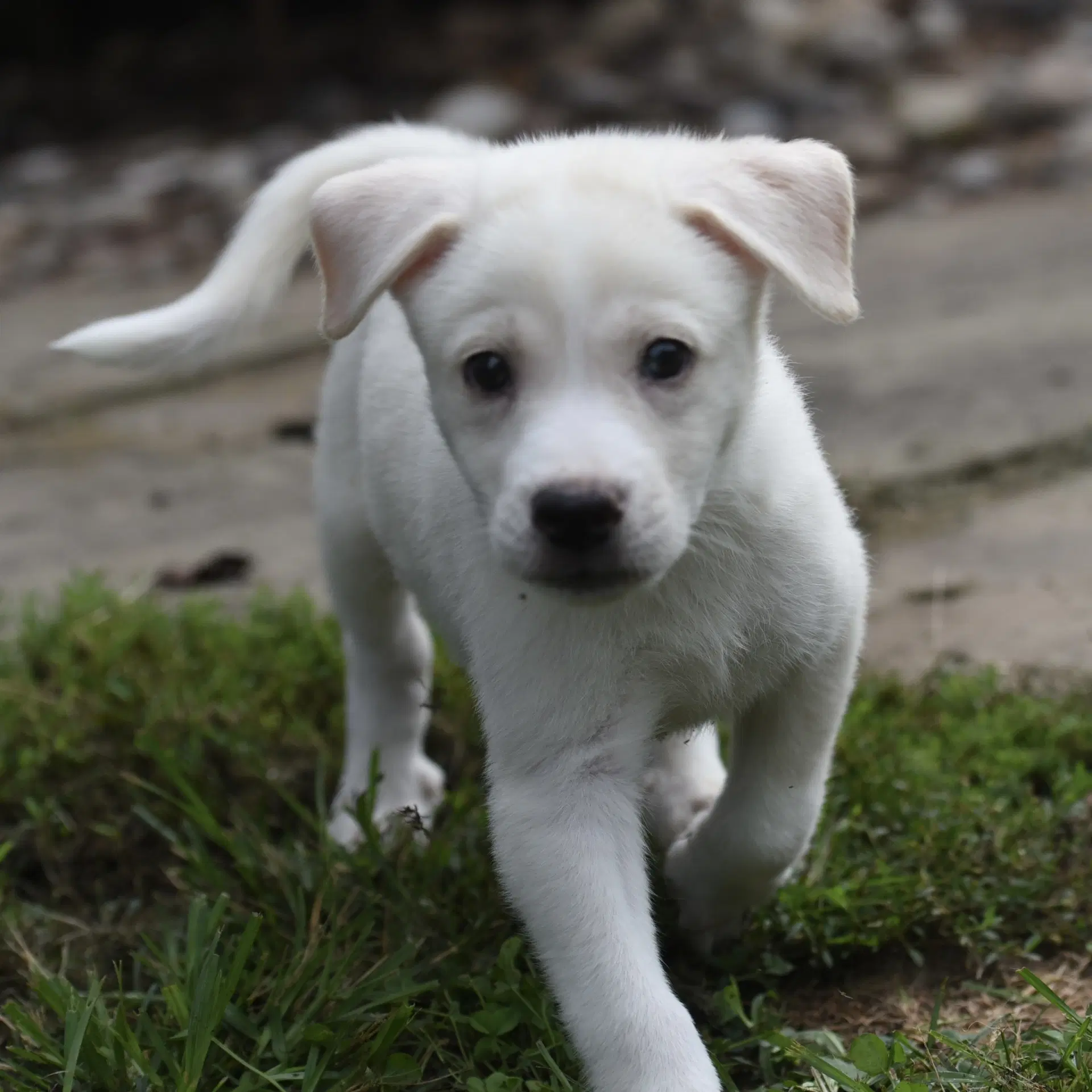 Daisy image 3