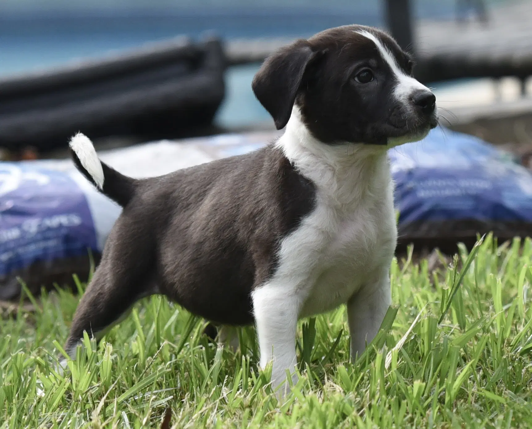 Diego image 3