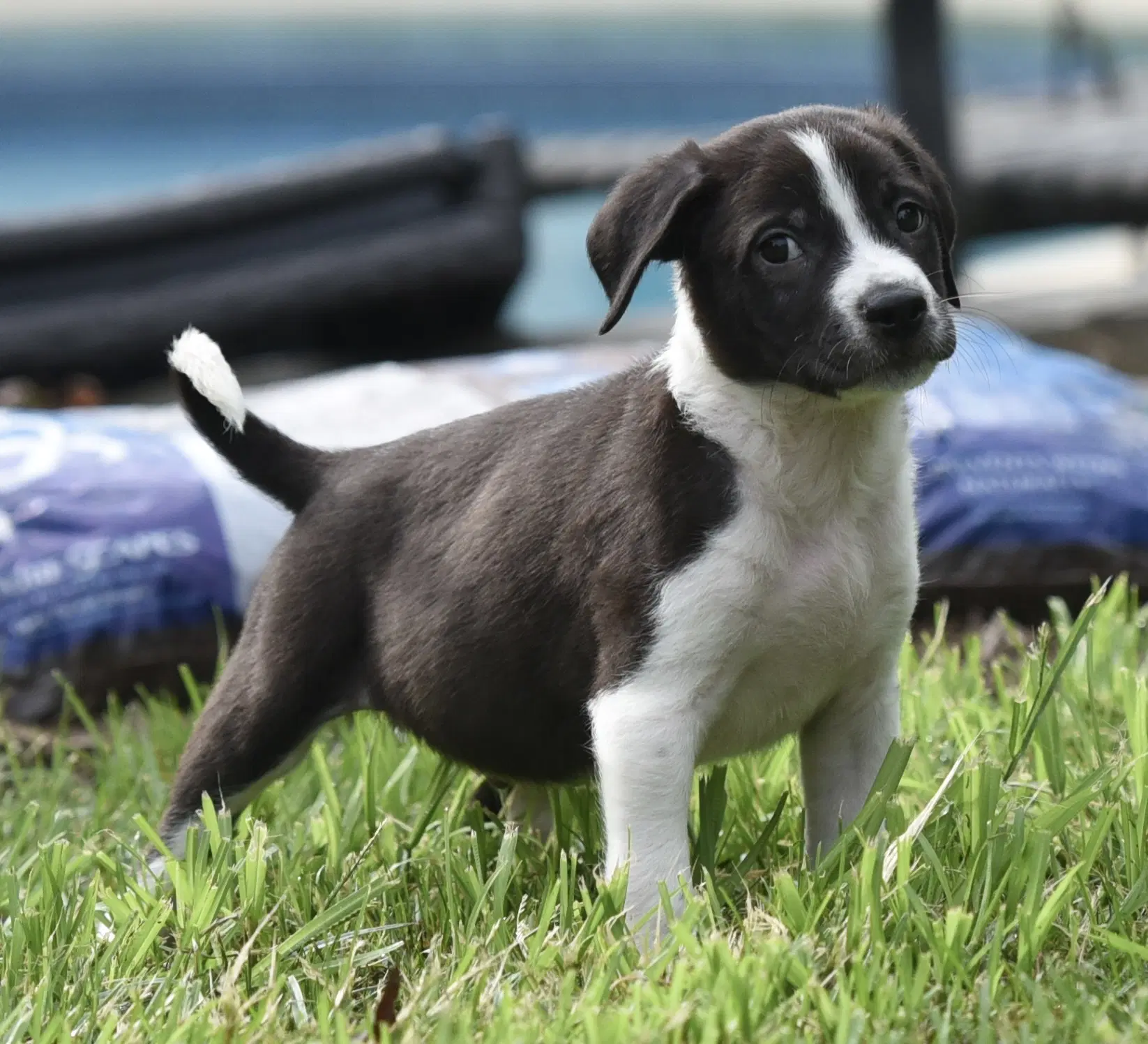 Diego image 4