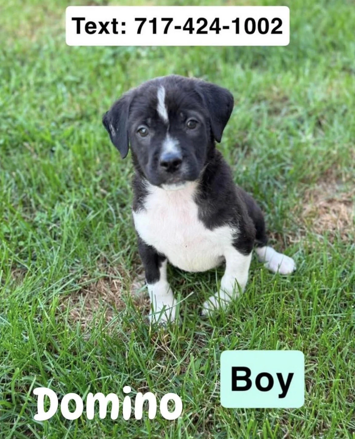 Domino
