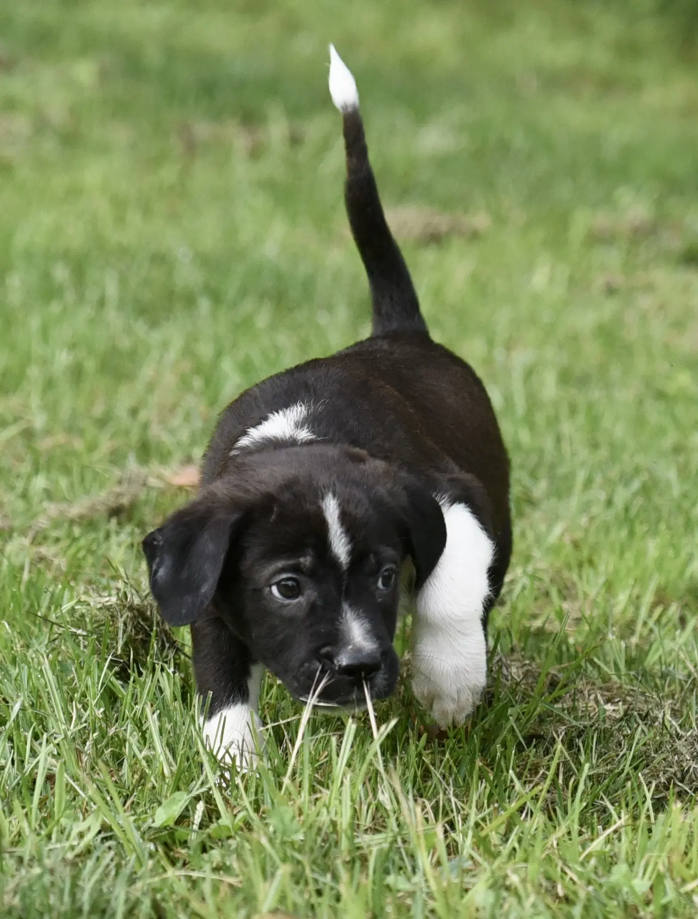 Domino image 3
