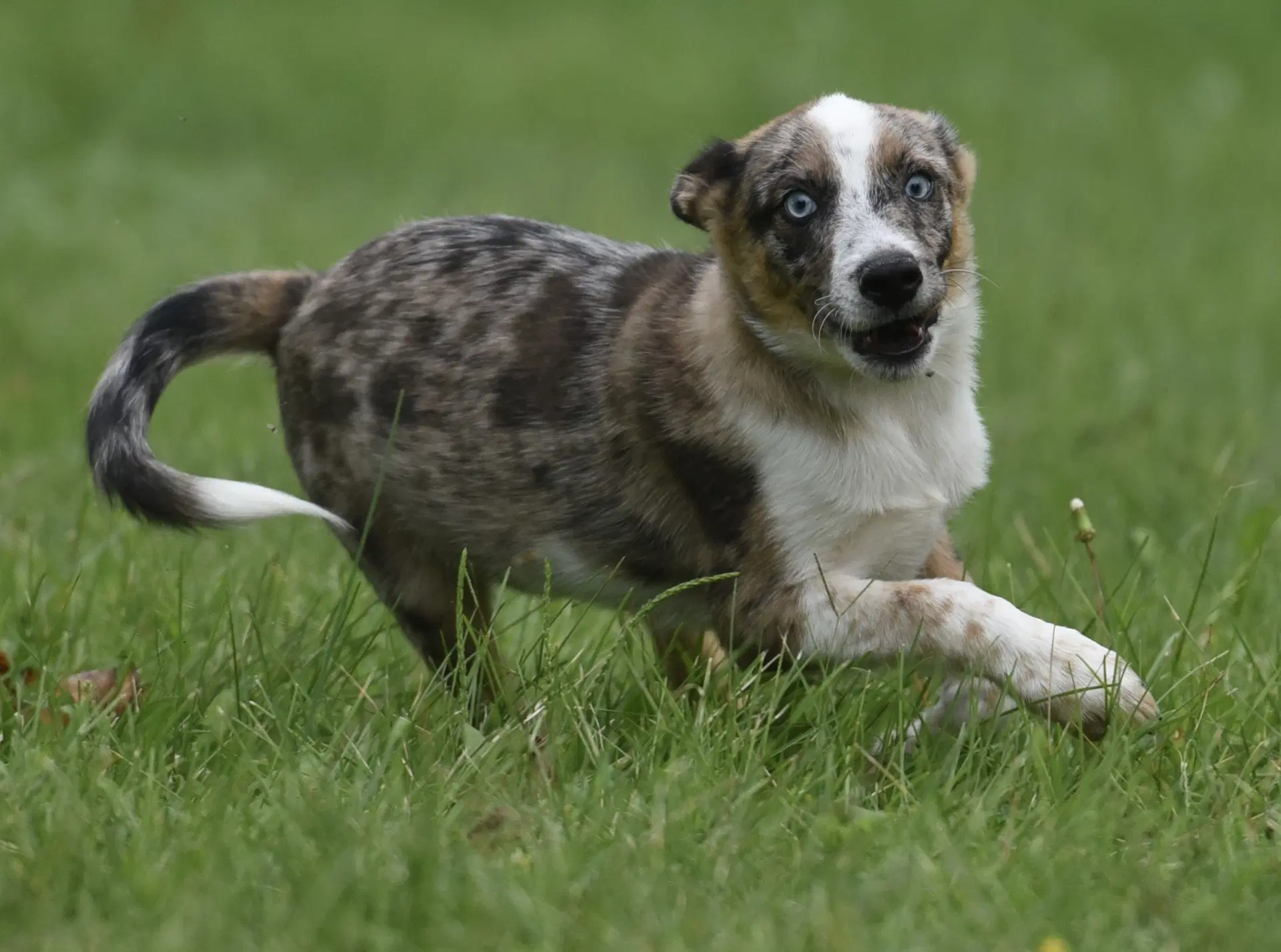 Mandon - Australian Cattle Dog/Blue Heeler