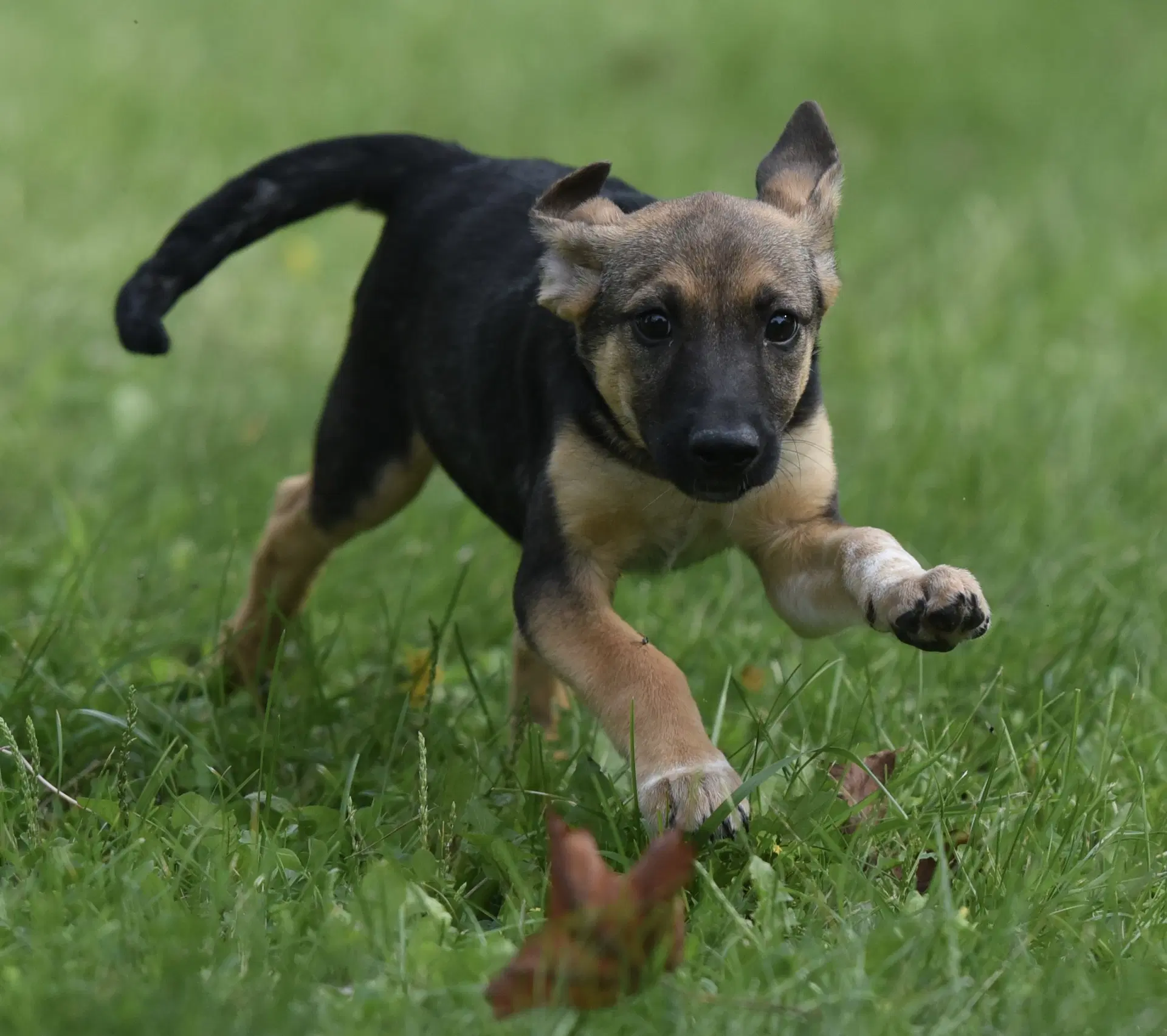 Ragan - Shepherd