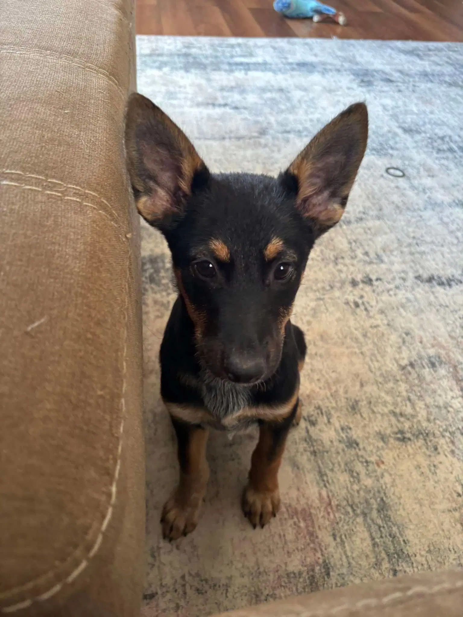 Raya - Shepherd
