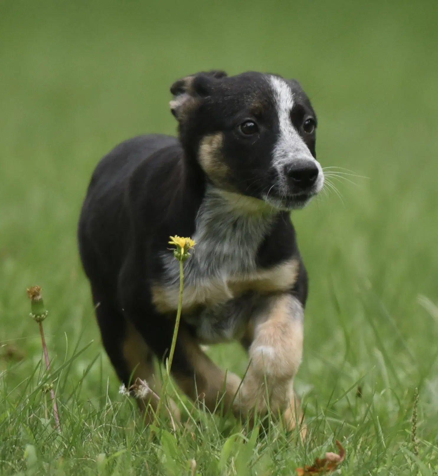 Ronan - Shepherd