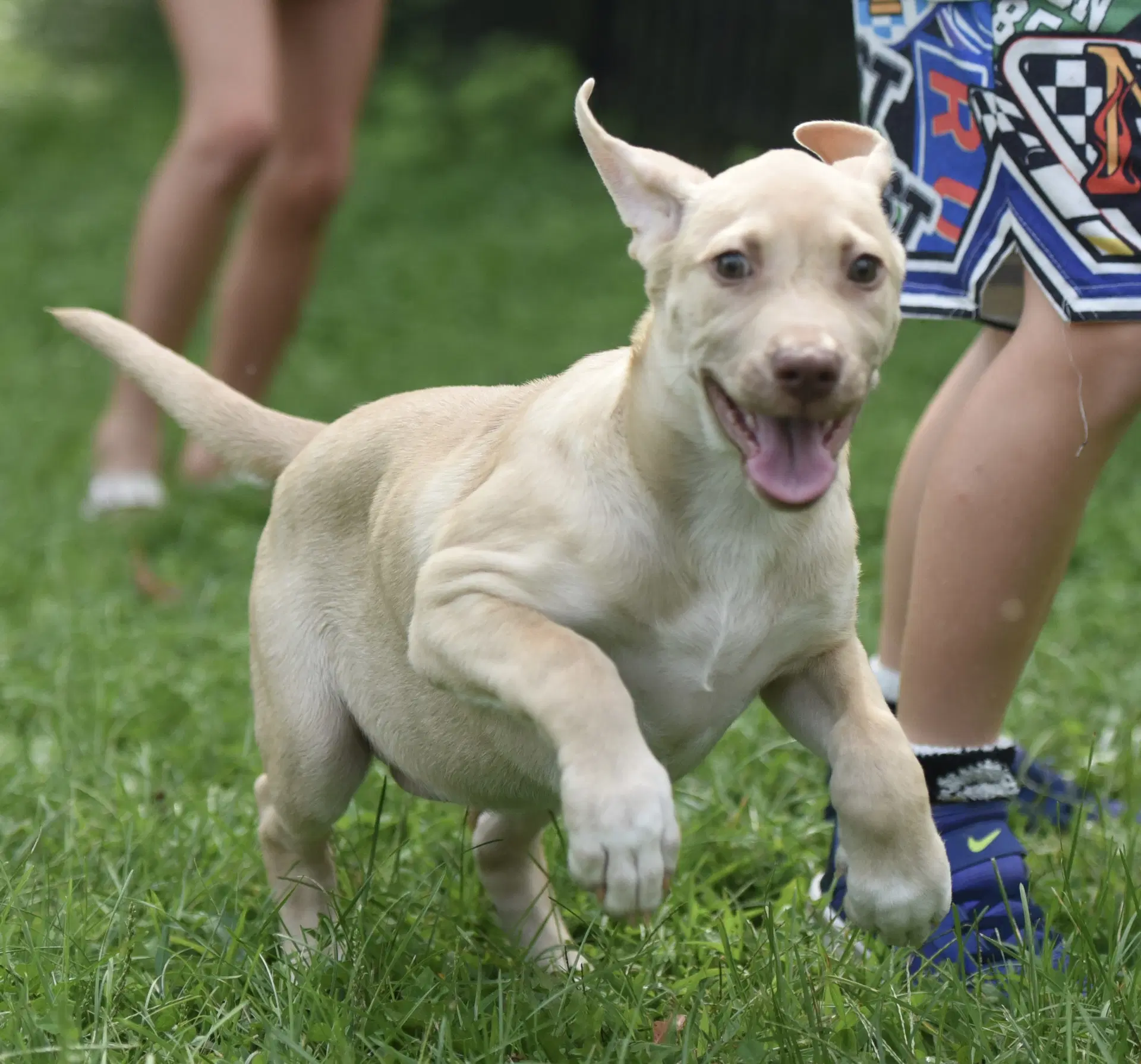Violet - Labrador Retriever