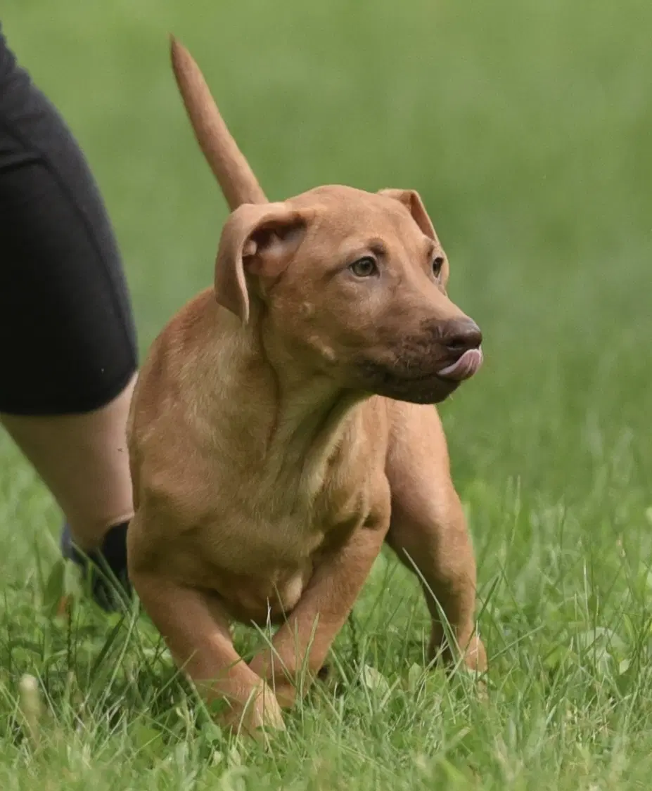 Viggo - Labrador Retriever