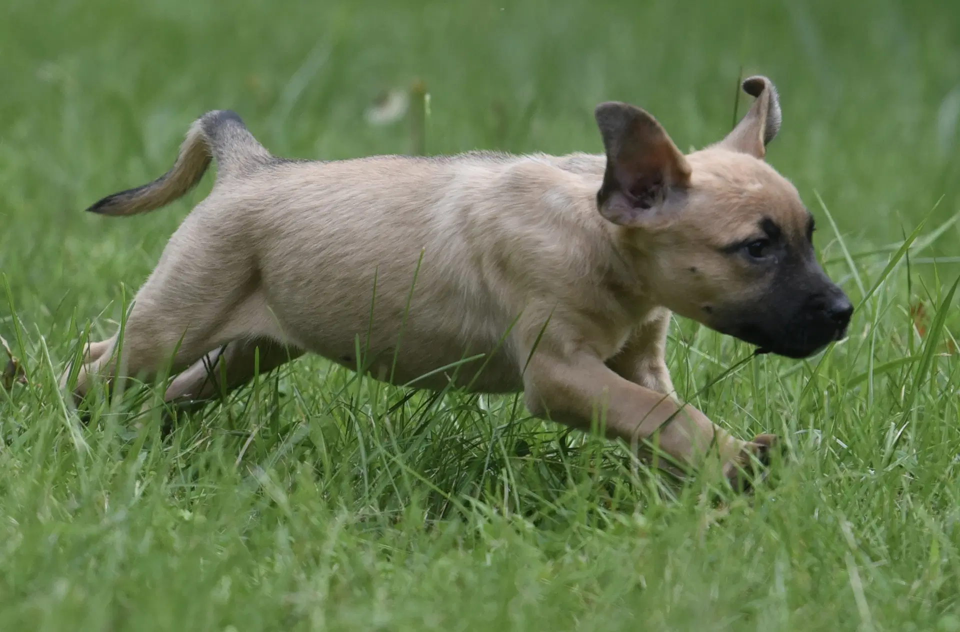 Sylvia - Terrier