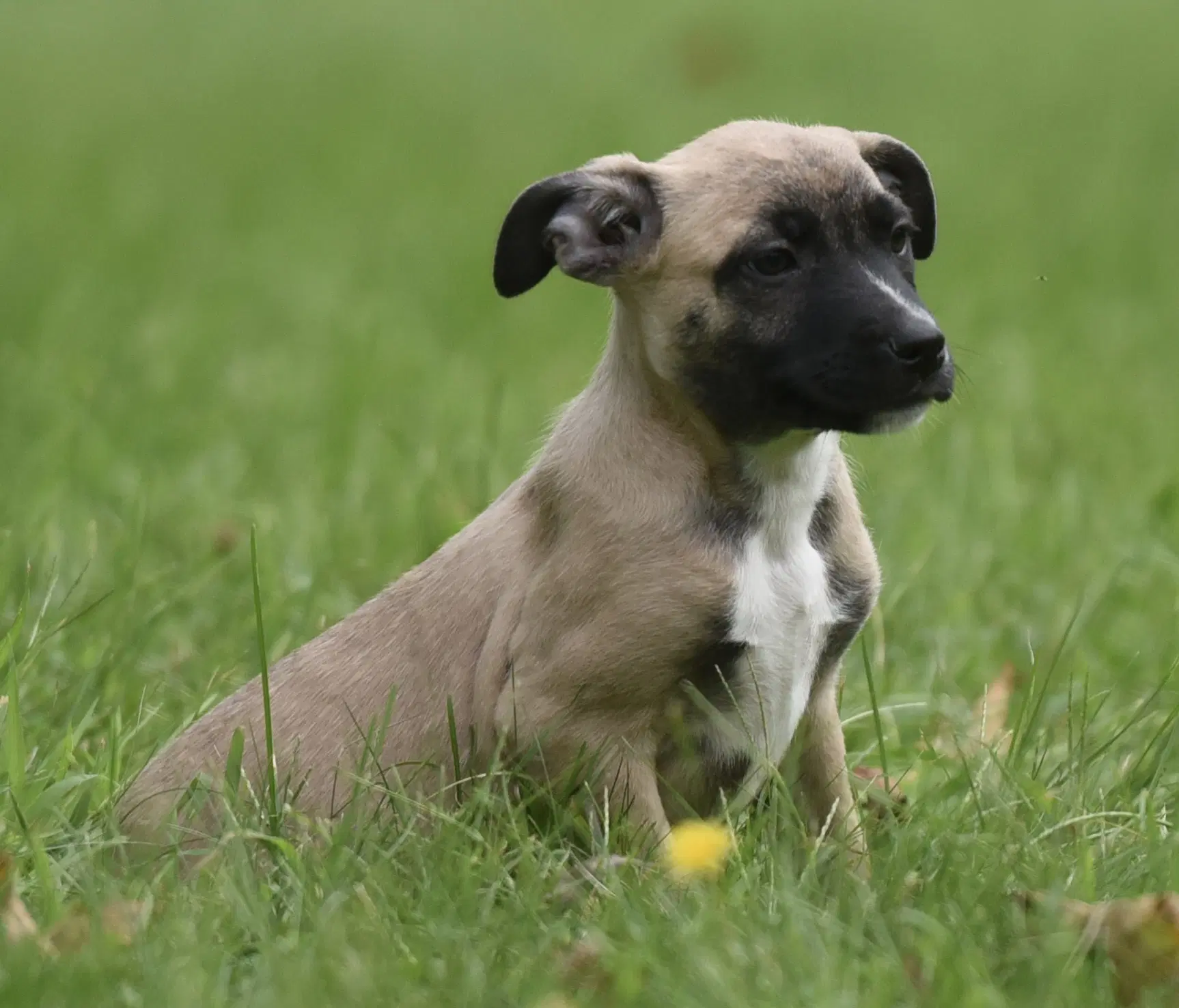 Sawyer - Terrier