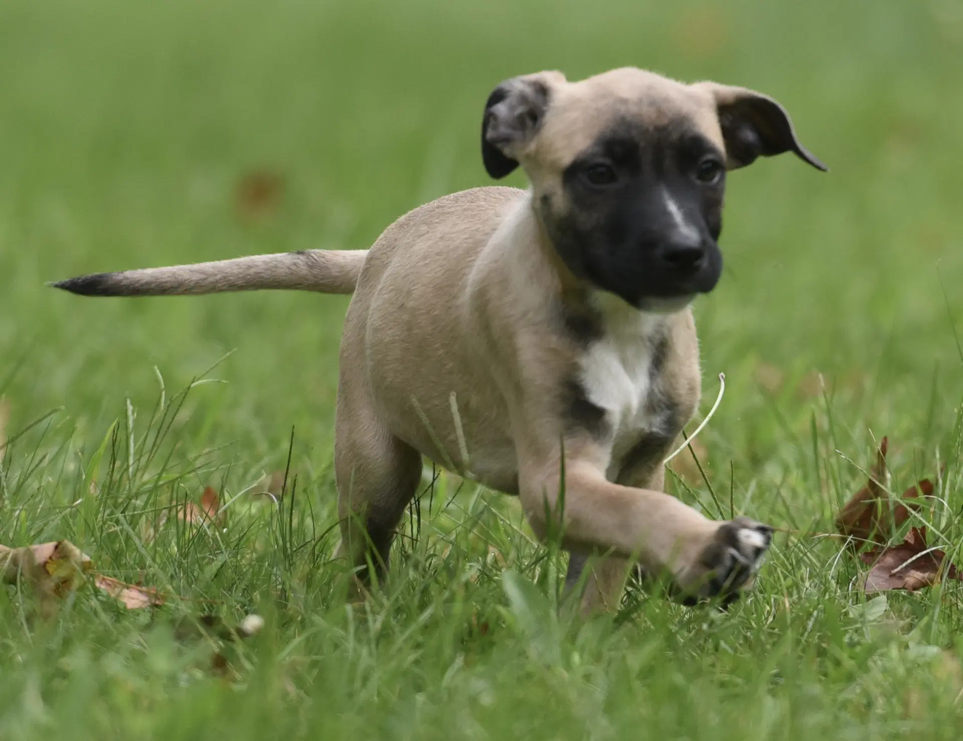Sawyer image 2