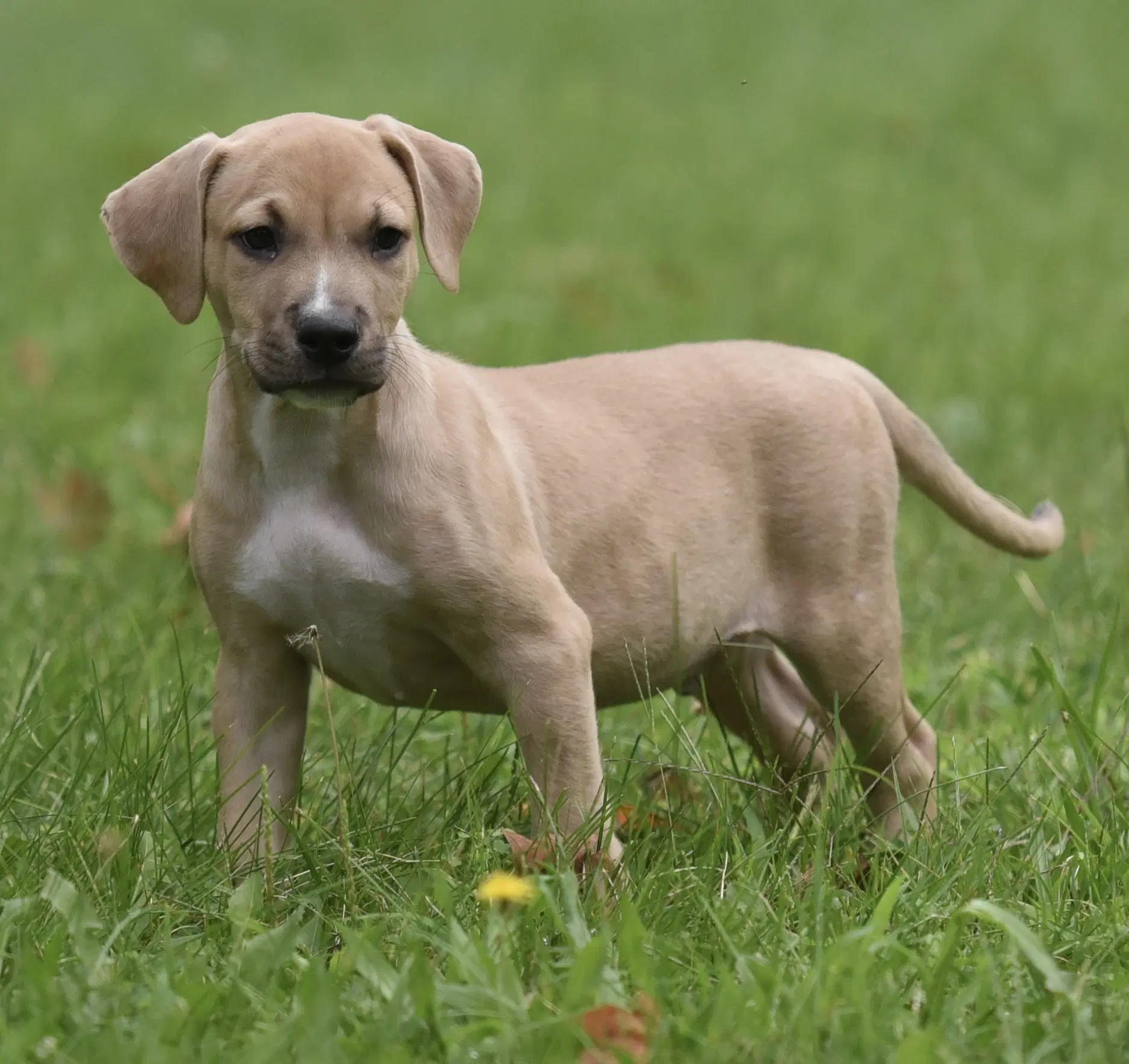 Shiloh - Terrier