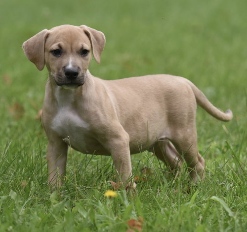 Shiloh, a dog for adoption from Homeward Bound Animal Rescue