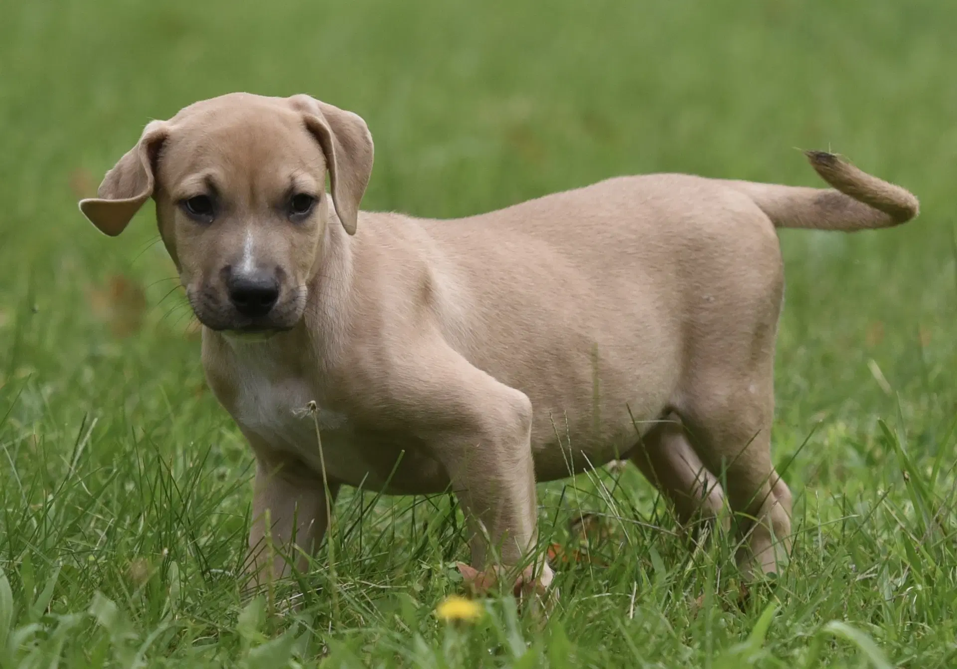 Shiloh image 2