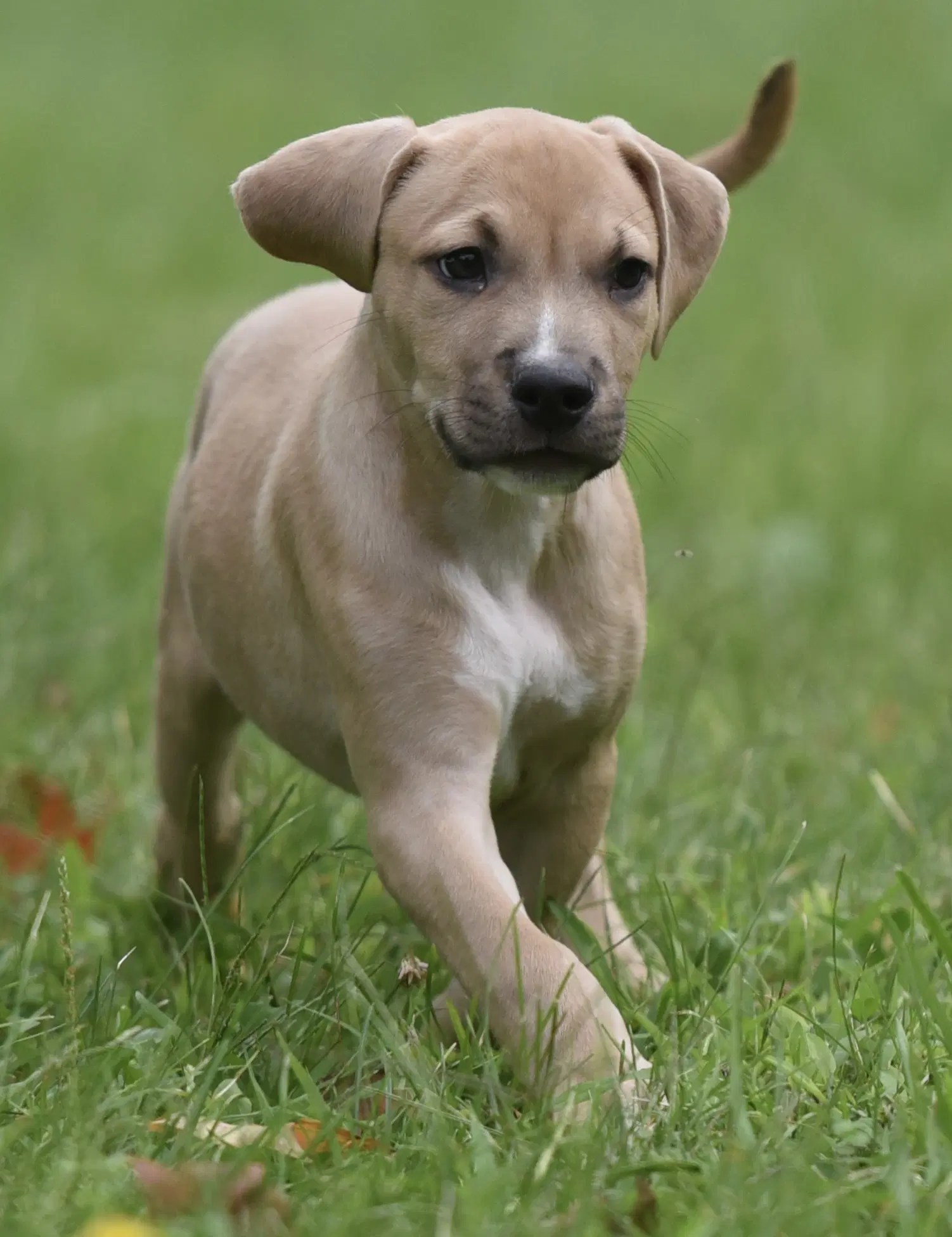 Shiloh image 3