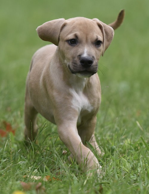 Photo 3 of Shiloh