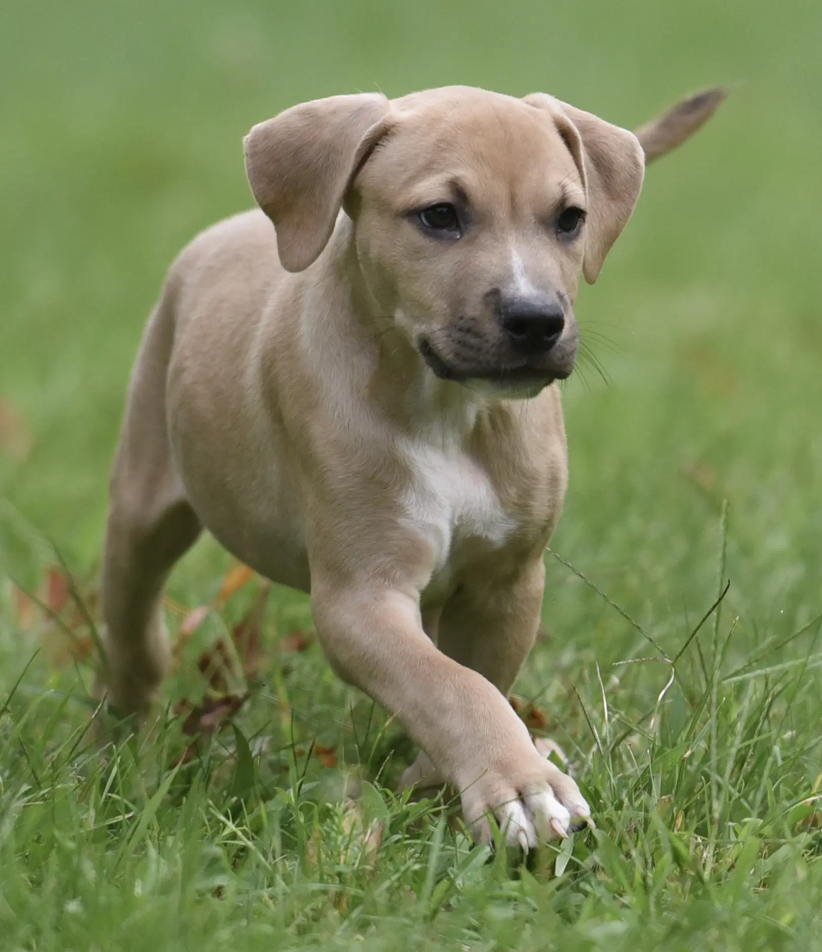 Shiloh image 4